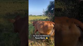 nayarit vlog cow vacas shorts [upl. by Airdnassac]