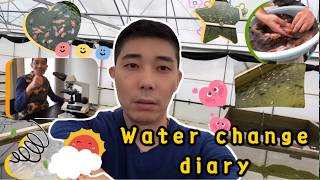 Goldfish farm water change and health check [upl. by Yntruoc]