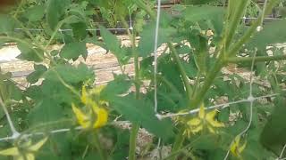 Poda del tomate de crecimiento determinado cultivado dentro de un invernadero [upl. by Struve]