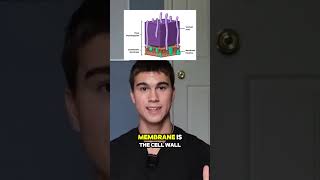 What are the Characteristics of GramPositive Bacteria microbiology microbiologyclass science [upl. by Arol]