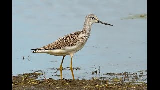 Waders at Cheddar Res amp the Parret Estuary earlySep2024 [upl. by Mashe]