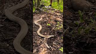 The cobra was rescued during the raid It was really very poisonous snakes poisonous coconut [upl. by Rawdan458]