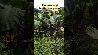 NANAM TALAS  SUASANA PAGI PWRUMAHAN PARUNG PERMATA INDAH [upl. by Asilad]