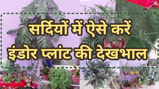 How to Save Indoor Plants in Winter Plant CareFertilizers for Indoor Plantsइंडोर प्लांट की देखभाल [upl. by Emirak]