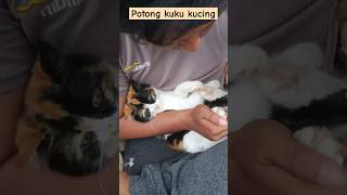 Potong kuku kucing shortvideo kucing kucingtigawarnabetina potongkuku cakarkucing [upl. by Eus]