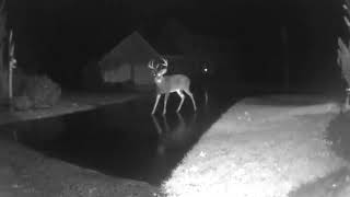 Deer Buck in our driveway passing thru our woodlands [upl. by Ralat720]