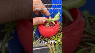 Let’s propagate spider plant in water youtubeshorts shorts trendingshorts [upl. by Gayn]