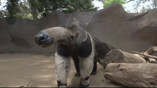 Giant Anteaters Looks Can Be Deceiving [upl. by Mauceri]