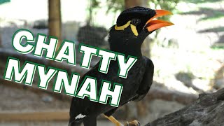 Mynah bird singing and talking talking calls itself Sings a bit of a folk song myna [upl. by Arman]