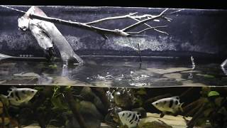 Africa leaf fish ctenopoma acutirostre jumping [upl. by Auqinu]