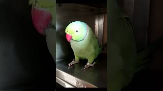 Mummy en glass pani de bo😀🤣🦜mitratikurigirlsgroupcomedyviralshortcomedyfunnyviralreels [upl. by Aseuqram432]