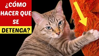 DESCUBRA CÓMO ENSEÑAR A SU GATO A NO HACER ALGO MAL [upl. by Susanna121]