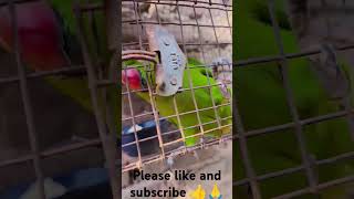 parrot beautiful Allah Hoo 🤲 amazingtalking 🔥✌️ please like and subscribe 👍🙏 [upl. by Hploda]