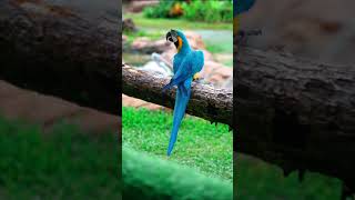 🦜 CANTO DA ARARA CANINDÉ 🦜 shorts bird [upl. by Artemla]