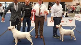 Euro Dog Show 2019 EUROPEAN WINNER  BOB HORREUM BENTLEY PALADIN [upl. by Whitford]