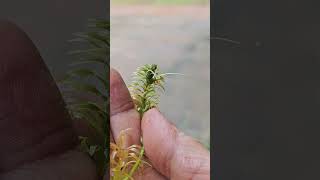 Aquatic plants flower  Hydrilla verticillata [upl. by Hodess]