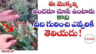 Euphorbia hirta  Asthma Weed  reddivari nanu balu uses in telugu  Telugu World Visite [upl. by Grethel]