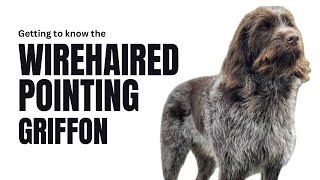 Wirehaired Pointing Griffon The Gun Dog Supreme an Overview of Griffs wpg [upl. by Gord678]