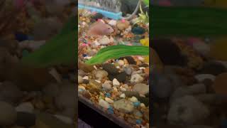 Convict cichlid grow out tank fish cichlid fishkeeping [upl. by Takeo]