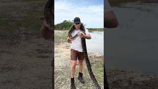 Massive Python Found in the Everglades reptiles snake python [upl. by Godden447]