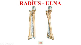 16 Radius ve Ulna [upl. by Yasnyl]