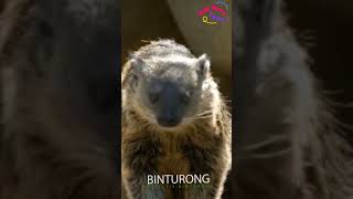 BINTURONG  Arctictis binturong [upl. by Sliwa]