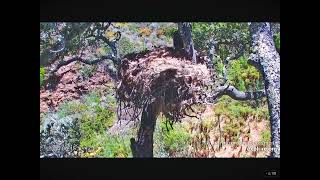 Fraser Point Fledgling Took a Long Flight 06152024 exploreorg [upl. by Suitangi]