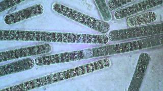 Oscillatoria Cyanobacteria  Filament Movement [upl. by Halliday]