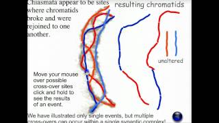 Meiotic recombination  Biofundamentals [upl. by Eikram]