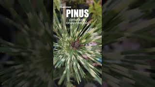 Пинус денсифлора Окулюсдраконис Pinus densiflora Oculusdraconis [upl. by Aihsemot143]