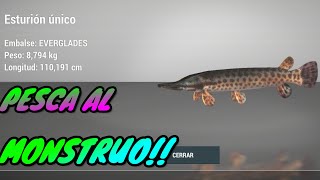 ESTURION UNICO EVERGLADES Como pescarlo gameplay español fishing planet [upl. by Ardnasal]