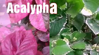 2 types of Acalyphacopperleaf How to grow by cutting [upl. by Eohce]