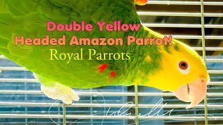 The Double Yellow Headed Amazon Parrot [upl. by Euhsoj]