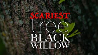 The Scariest Tree  Black Willow [upl. by Robina21]