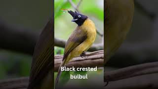 The blackcrested bulbul Rubigula flaviventris birds lovebirds birdslover parrot birdsounds [upl. by Parlin765]