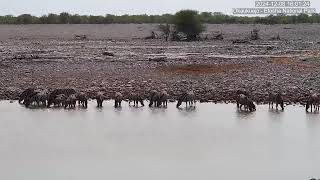 Zebra Foal Enjoying the Waterhole [upl. by Nimajeb]