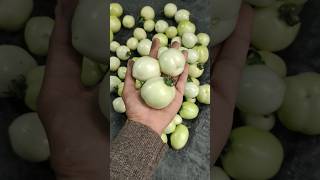 💯😲टमाटर 🤯की बंपर फसल ऐसे उगाएं घर पर Tips to Grow Lots of Tomatoes at Home organicgardeningshort [upl. by Alakcim938]