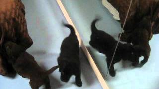 Day 35 Flat Coated Retriever Puppies [upl. by Migeon]