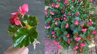 A unique way to propagate begonias with leaves that few people know│Begonia [upl. by Hgeilyak297]