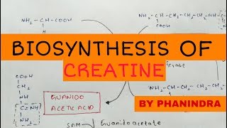 Biosynthesis of creatine  By phanindra guptha [upl. by Catton197]