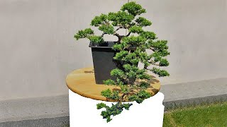 Beginners juniper cascade bonsai Transformation after one year How to do bonsai trees [upl. by Allesor630]