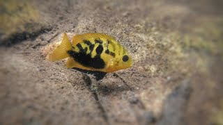 Pseudetroplus maculatus Orange Chromide in the wild [upl. by Pike]