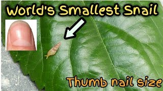 Worlds Smallest Snail  What happened when you touch snail [upl. by Justus]