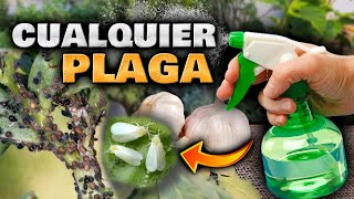 MATA BICHOS y PLAGAS con este INSECTICIDA CASERO de AJO para PLANTAS  Pesticida Casero con AJO [upl. by Petit]