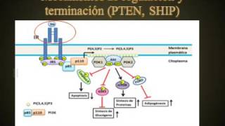 Tema Receptores tirosina quinasas RTK – Receptor de insulina PIP3 y GSK3 con terminación [upl. by Maryjo]