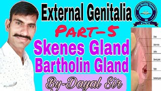 External Genitalia In Hindi  Skenes Gland  Bartholin Gland Part5 [upl. by Keiko]