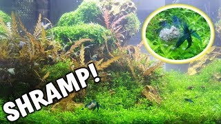 My ULTIMATE Shrimp Tank Freshwater Blue Shrimp [upl. by Hairehcaz]