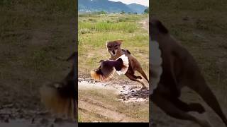 Red Fox catch bird viral videoredfox bird shortvideoviral [upl. by Heinrich]