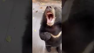 Life with Bear😅 Funniest Bears Videos🐻 Polar Bear  Funny Animals shorts bear funnybear [upl. by Vharat]