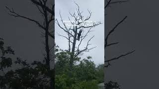 During a run in Harriman State Park in New York my brother came across a bald eagle baldeagle [upl. by Nbi760]